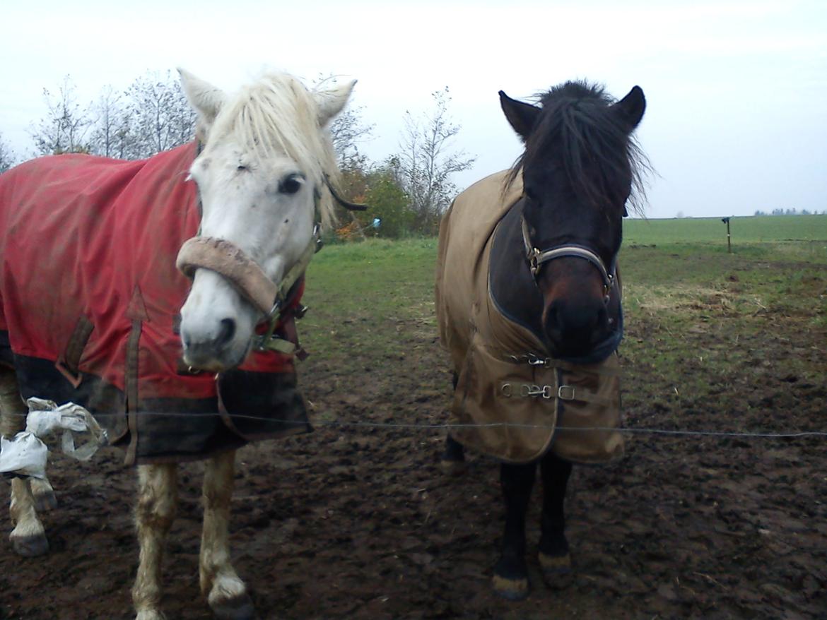 Anden særlig race Turbo - Turbo og Truska på fold =)
 billede 4