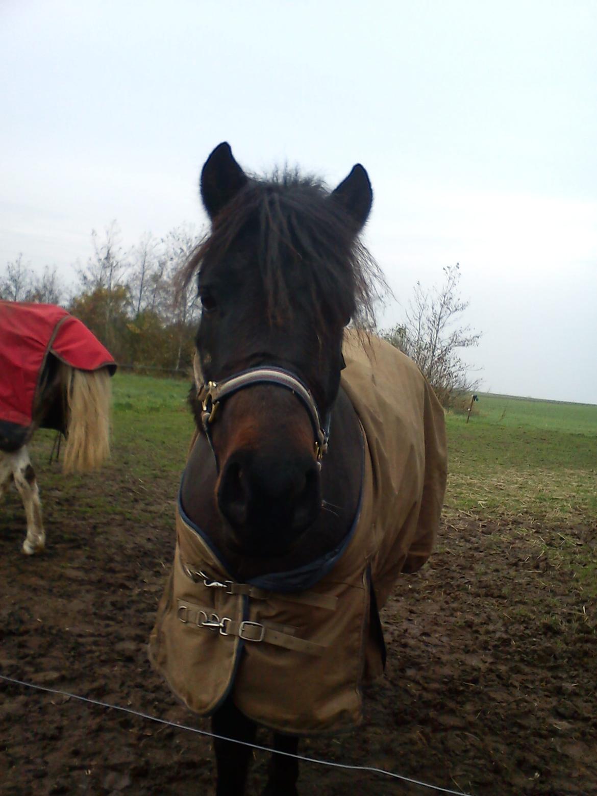 Anden særlig race Turbo - =)=) billede 5