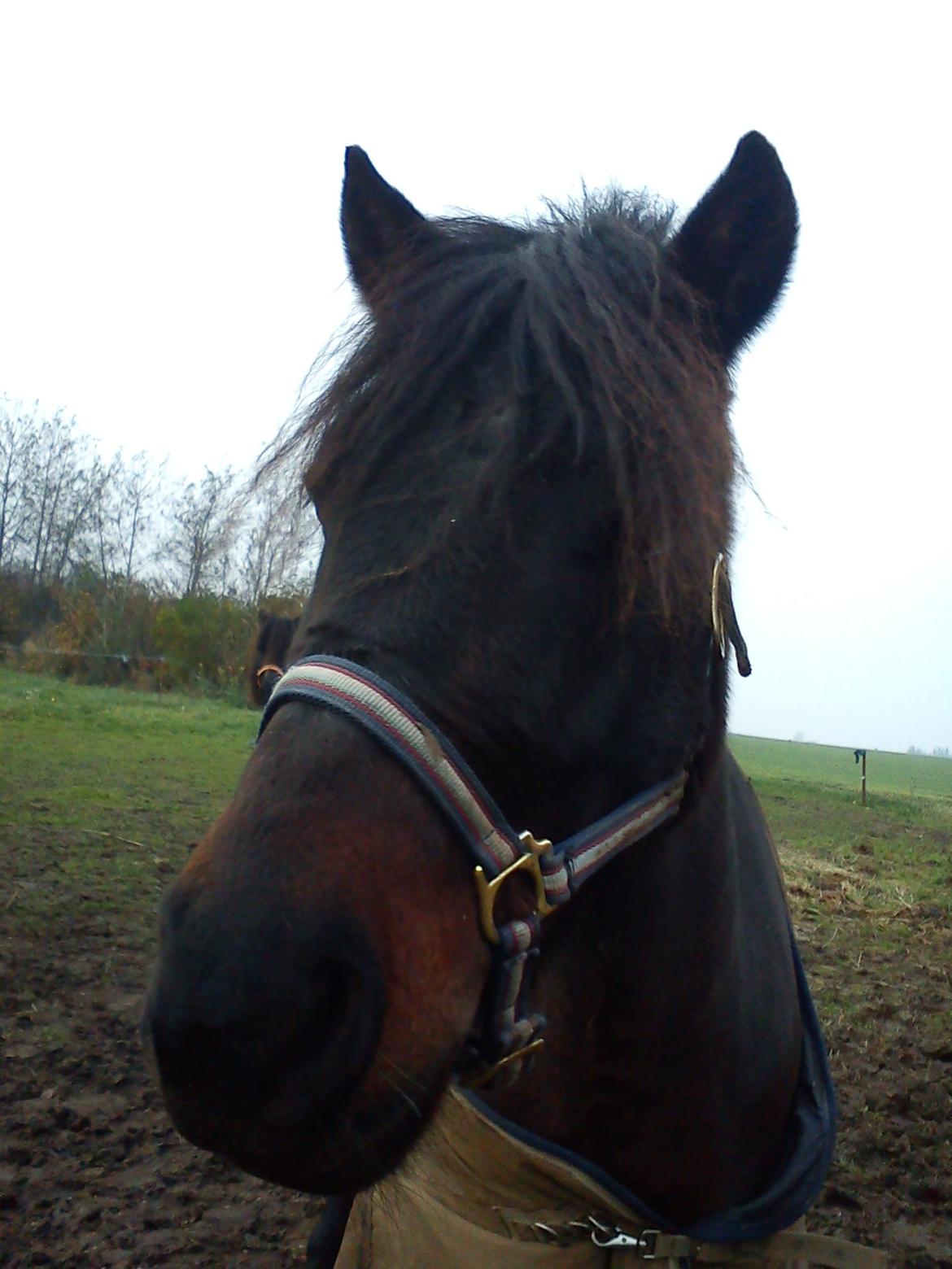 Anden særlig race Turbo billede 6