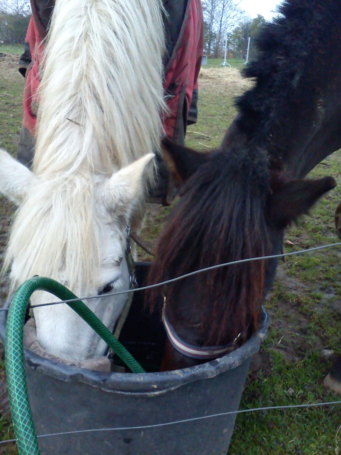 Anden særlig race Turbo - haha der er vist nogle der er blevet tørstige=)<3 billede 7