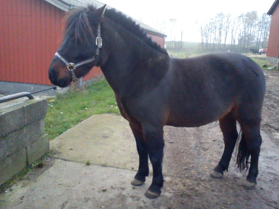 Anden særlig race Turbo billede 8