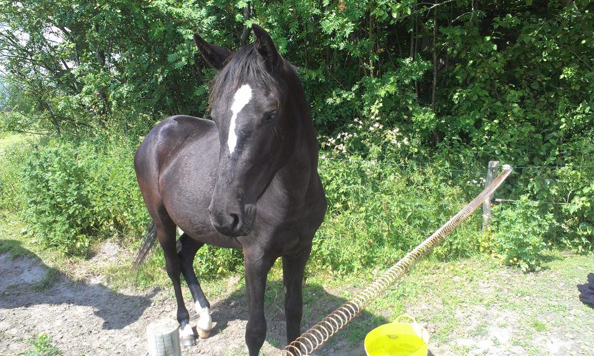 DSP Faithful Little Joy, billede 14