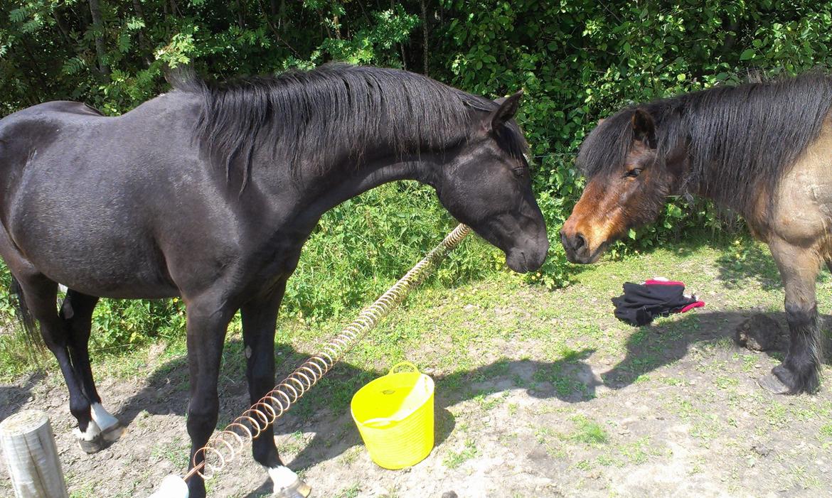 DSP Faithful Little Joy, billede 13