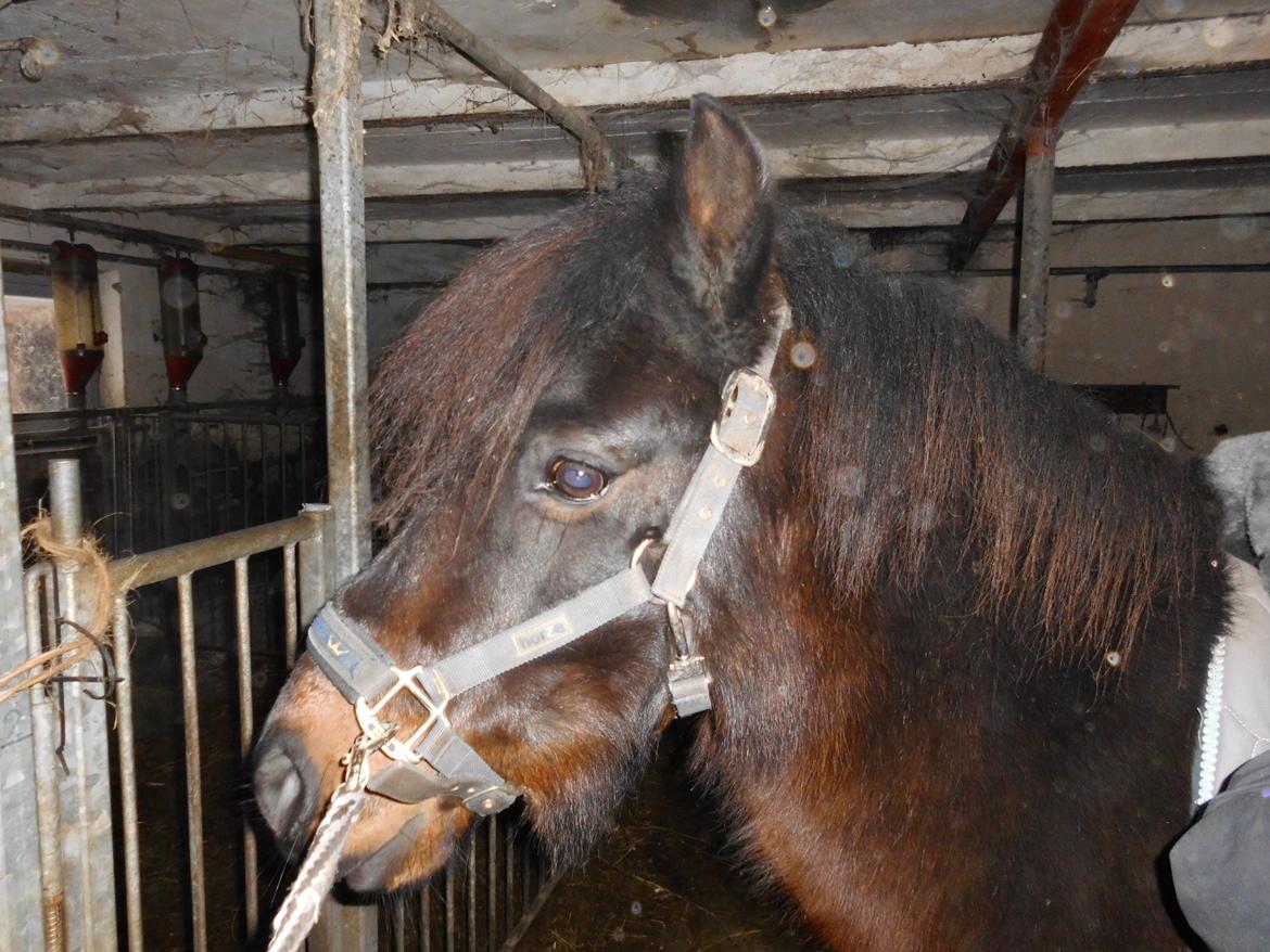 Anden særlig race Turbo billede 11