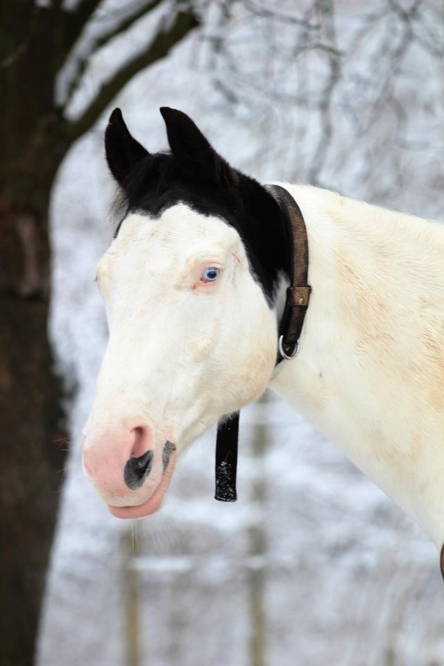 Paint Top hat - ©Josefine Madsen billede 1