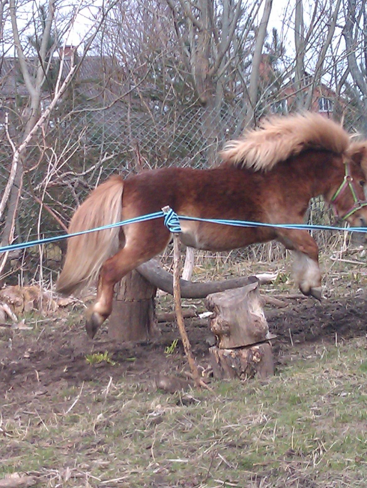 Shetlænder pingo billede 2