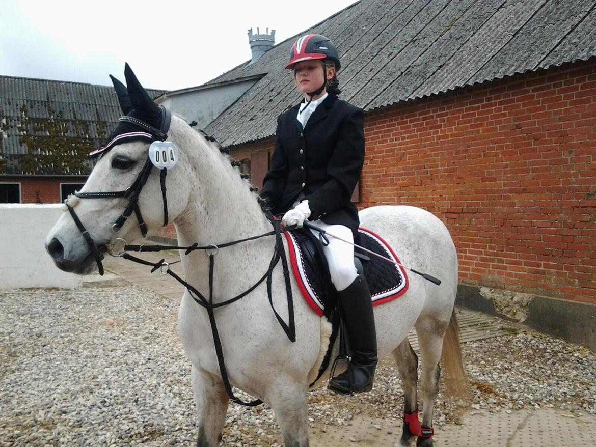 Anden særlig race Myomy Melody - Mit første stævne på Molly <3 billede 3