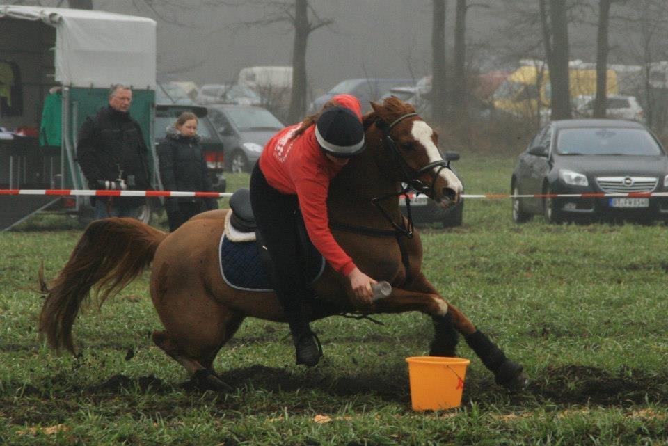 Anden særlig race Nikki billede 18