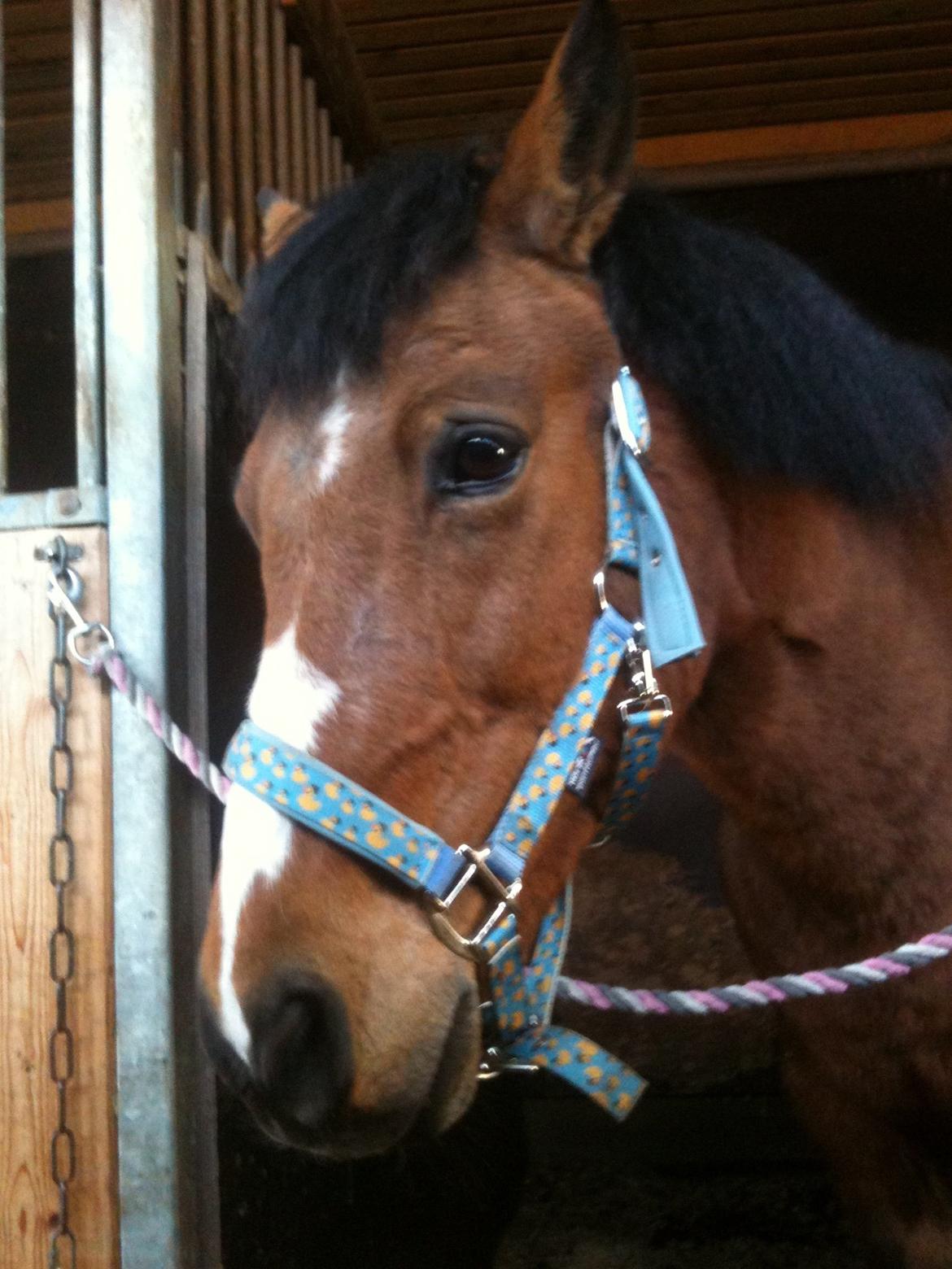 Anden særlig race Stjerne billede 3