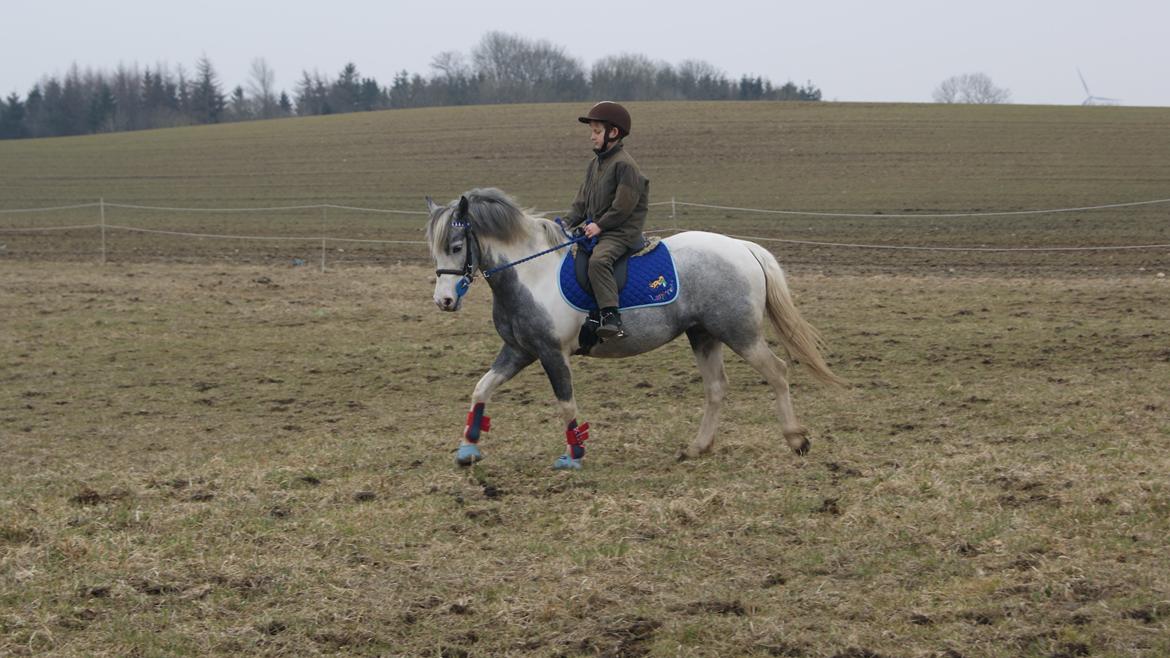 Pinto Vindbjergs starlight - Alexander(min lille bror) er ved at skridte hende varm, det er første gang han rider hende selv, det endte med at vi alle tre red i skoven og tumled rundt i omkring 2-3 timer,  og de er bare seje sammen, han er blevet trugget en gang før på hende( : <3 de billede 20