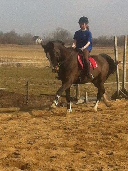 Hollandsk Varmblod cidora billede 5