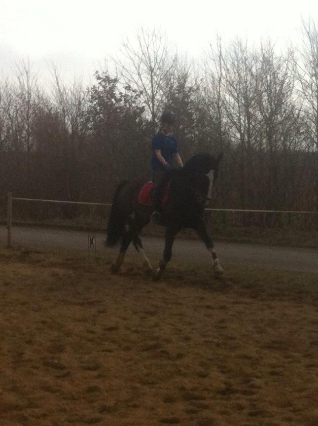 Hollandsk Varmblod cidora billede 6