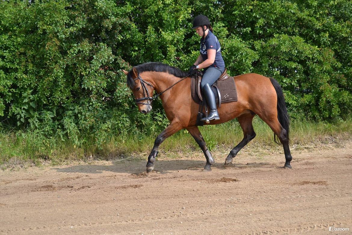 Anden særlig race Stald Poppels Tanne - Ved gl. ejer fra sommer 2012 billede 2