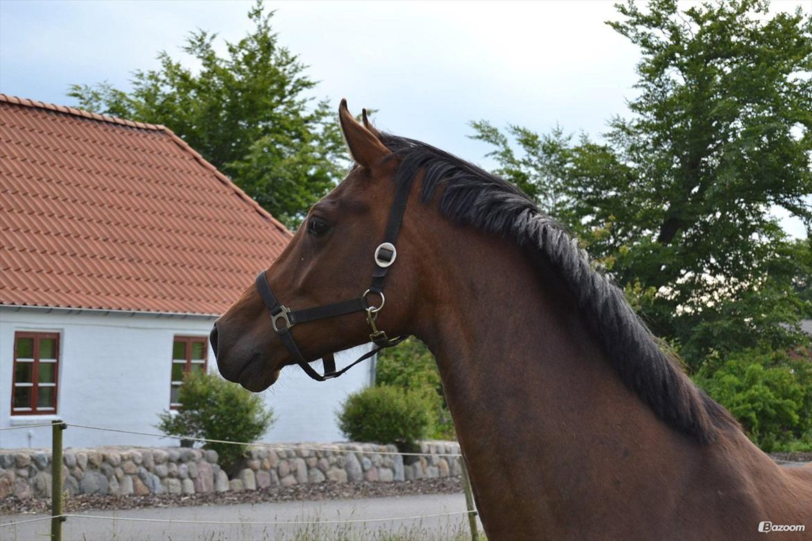Anden særlig race Stald Poppels Tanne - Hos gl. ejer  billede 10