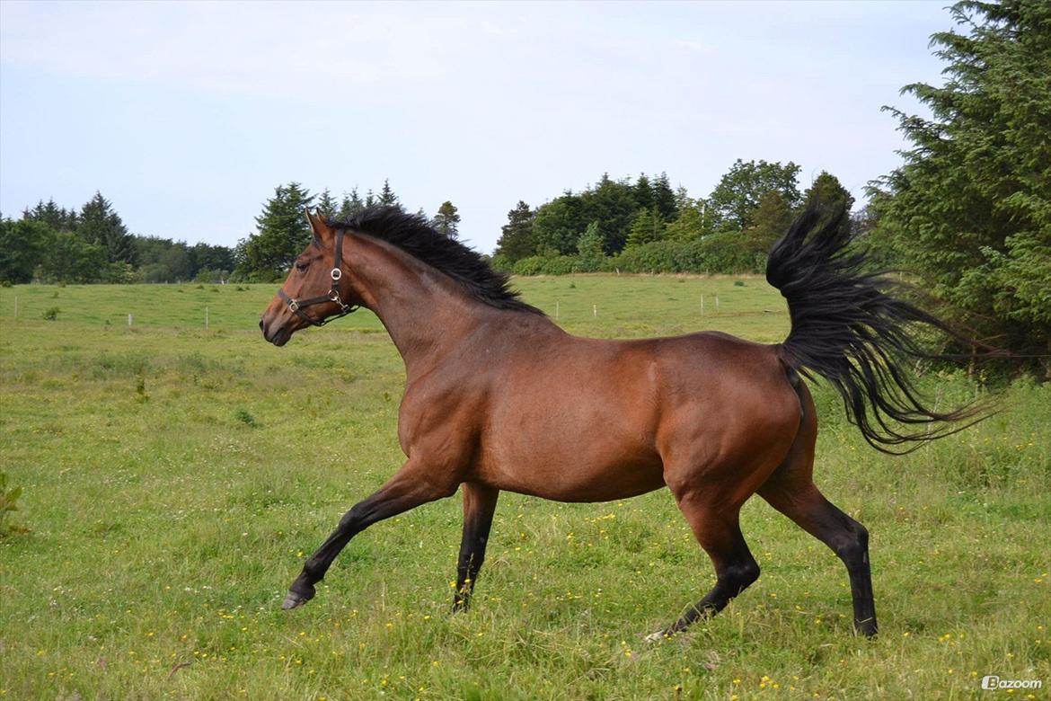 Anden særlig race Stald Poppels Tanne - Hos gl. ejer  billede 7