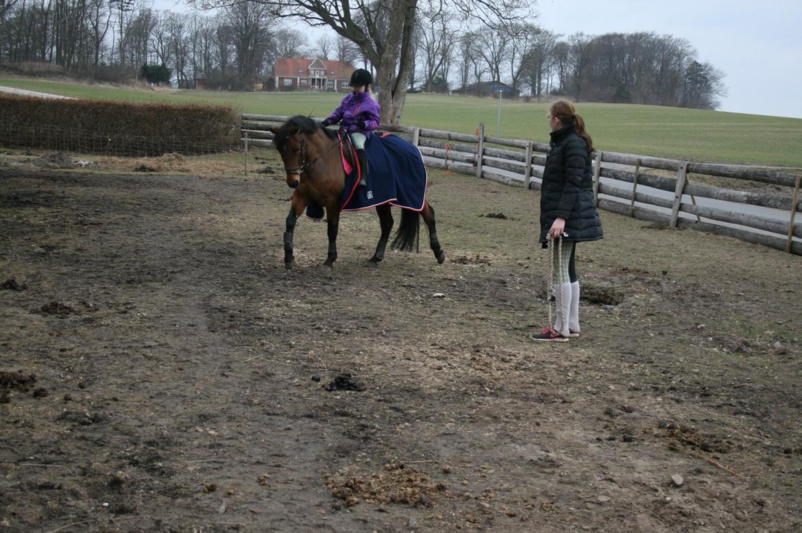 Anden særlig race Stald Poppels Tanne billede 3