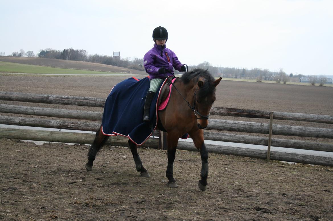 Anden særlig race Stald Poppels Tanne - Alma's første ridetur :-)  billede 4