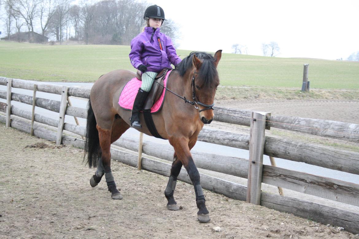 Anden særlig race Stald Poppels Tanne billede 6