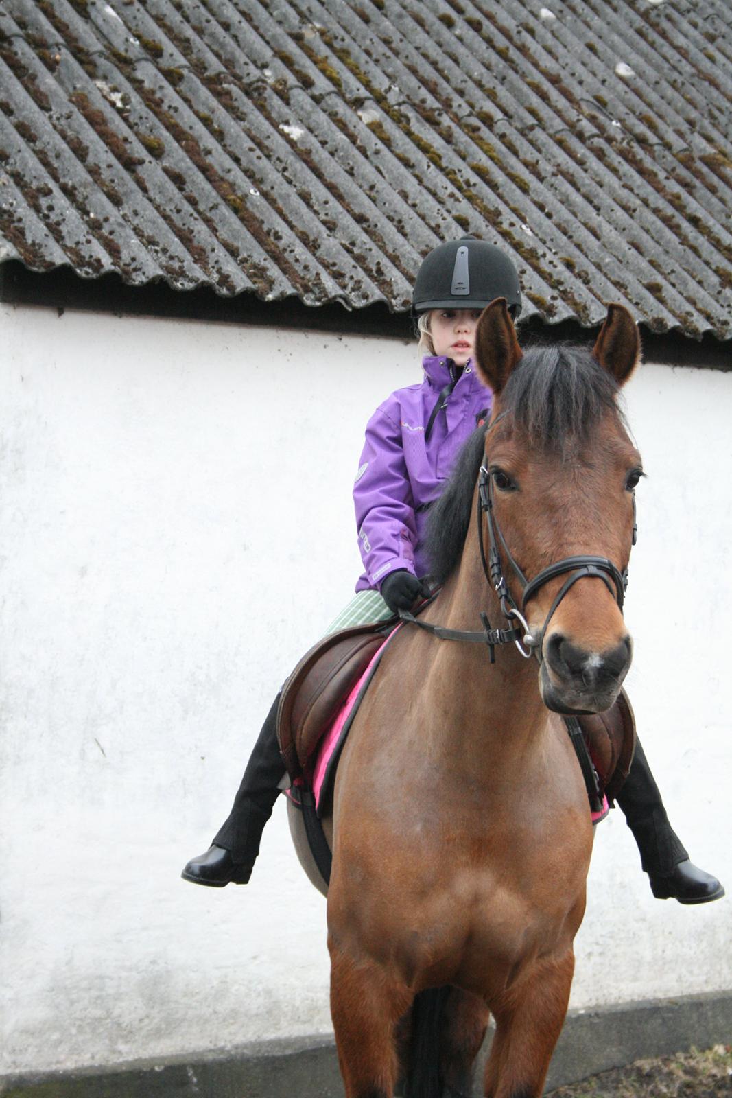 Anden særlig race Stald Poppels Tanne billede 8