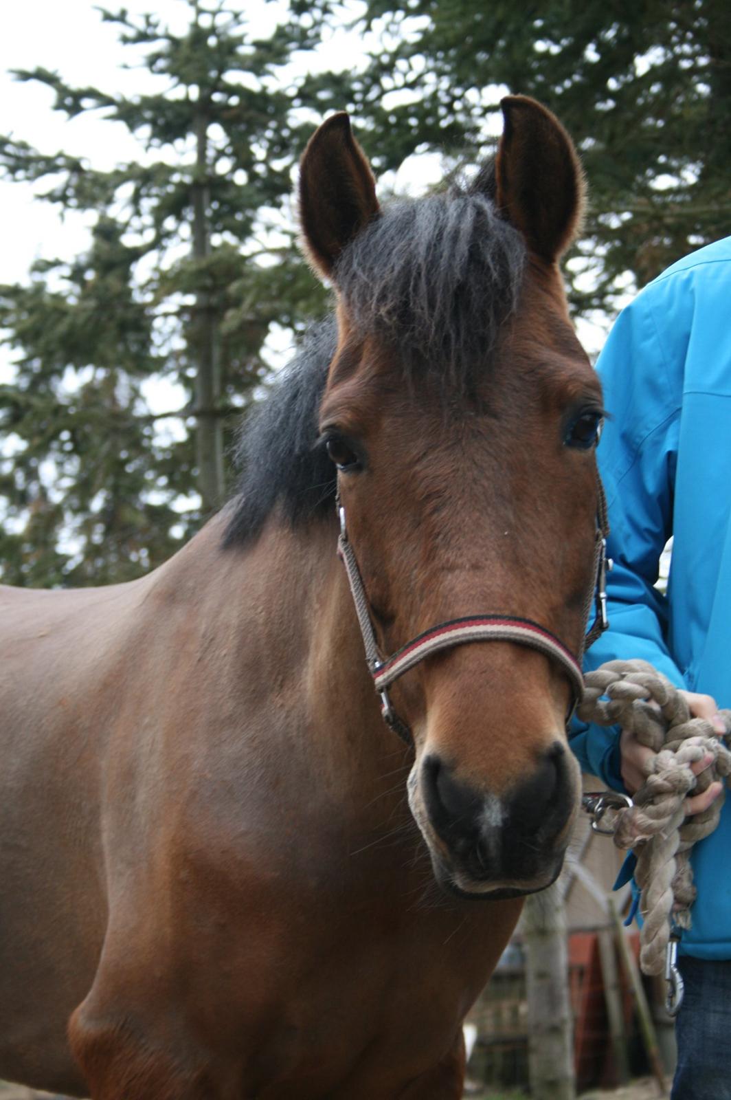 Anden særlig race Stald Poppels Tanne billede 11