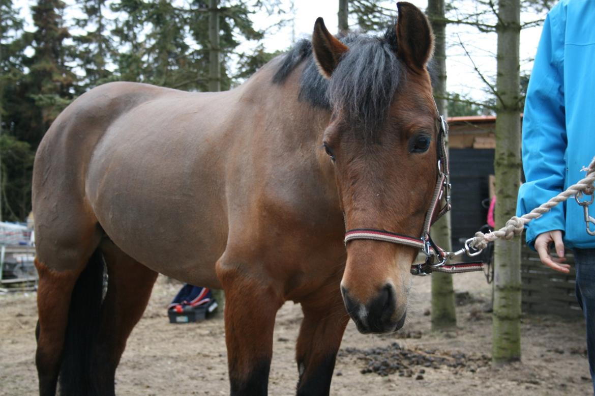Anden særlig race Stald Poppels Tanne billede 12