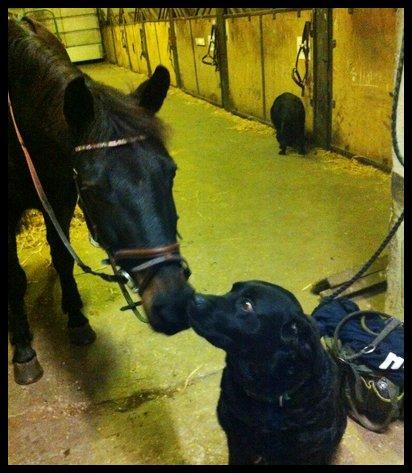 Anden særlig race Birkholms Lars (*GASTON*) - Nuuuuurh <3 billede 7