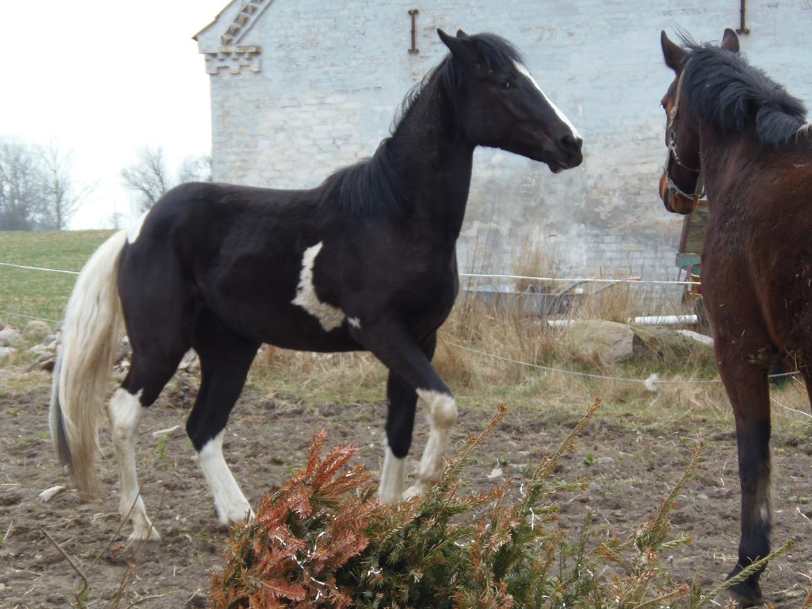 Anden særlig race HM's Bentley Oscar Vad billede 8