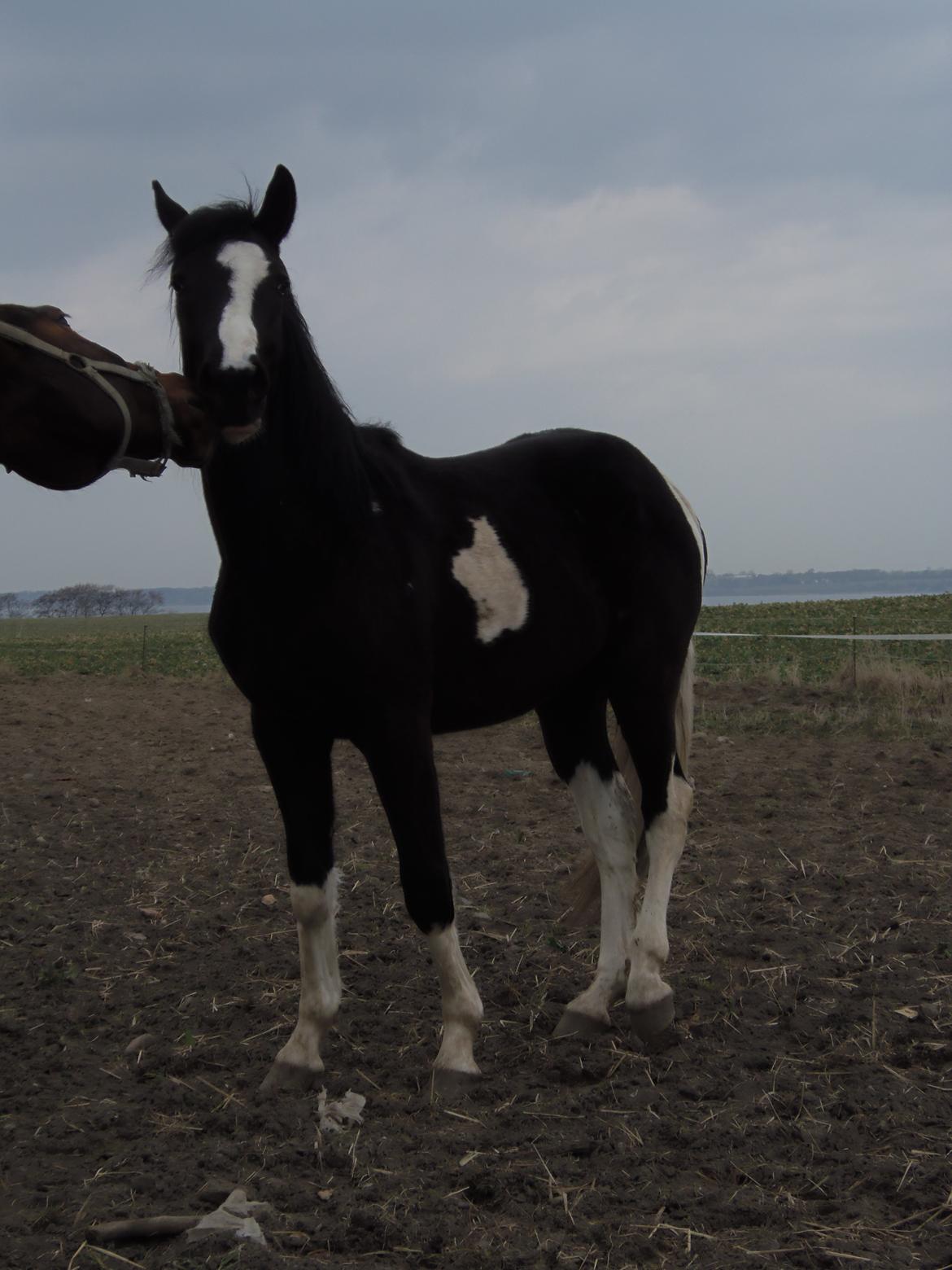 Anden særlig race HM's Bentley Oscar Vad billede 11