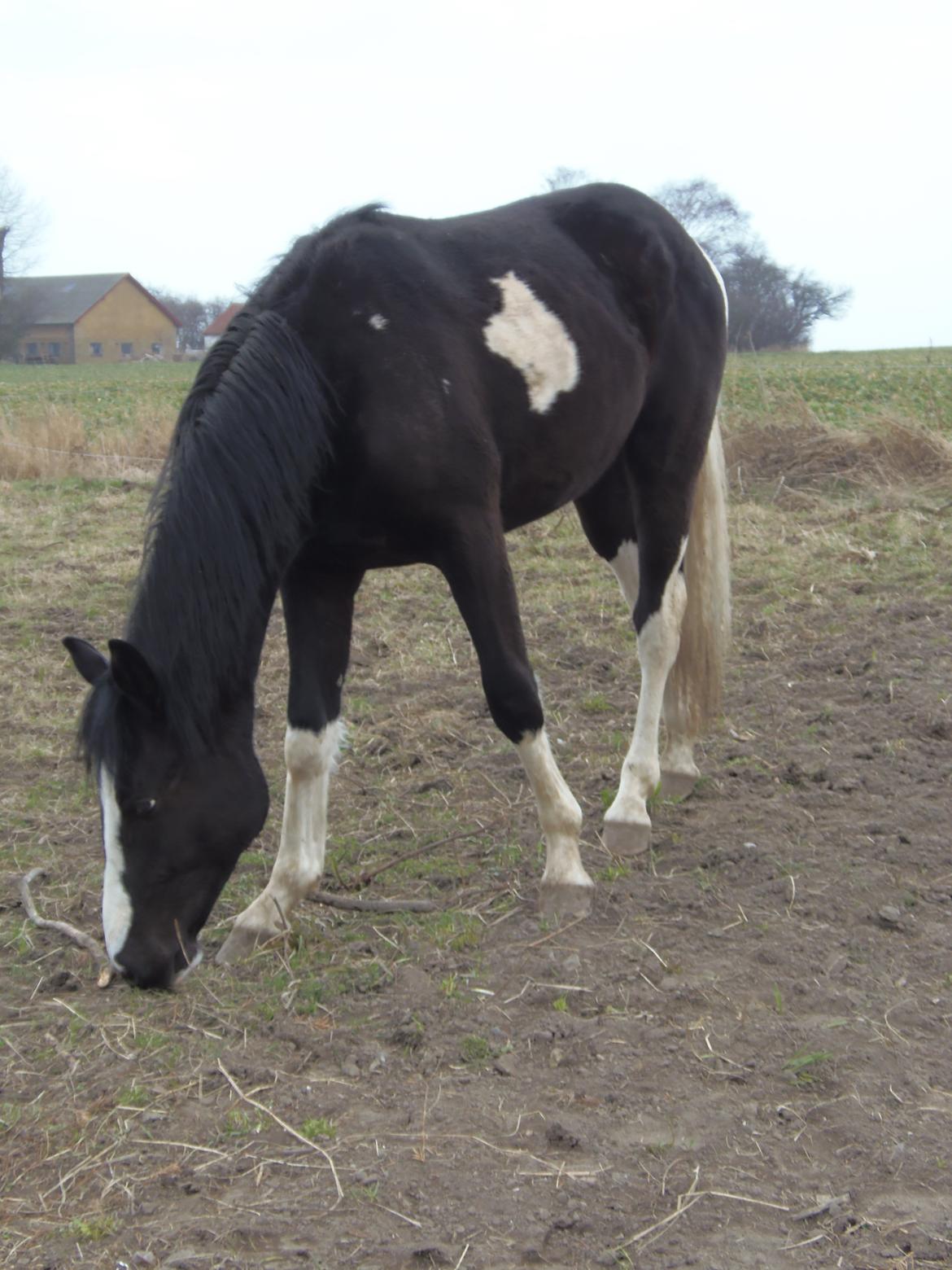 Anden særlig race HM's Bentley Oscar Vad billede 13