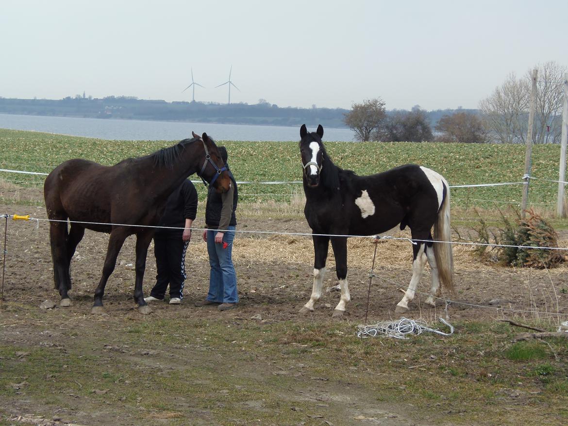 Anden særlig race HM's Bentley Oscar Vad billede 14