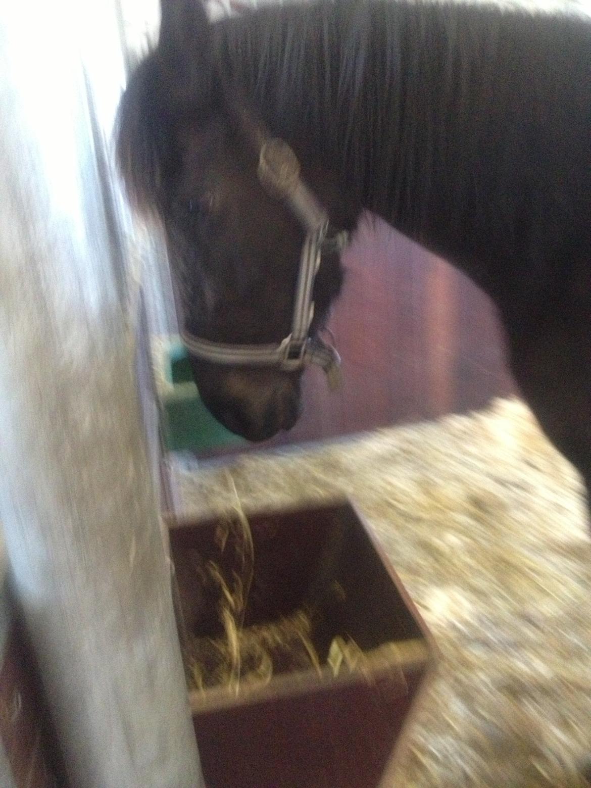 Dansk Varmblod Dalvangs Anemone billede 2