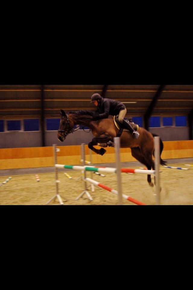 Dansk Varmblod Stenlandsdals Malou R.I.P  billede 19