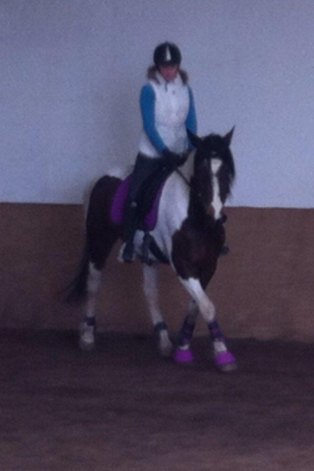 Pinto Coyote Girl :i - Dressur på skatten <3 billede 9