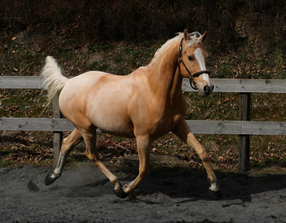 Palomino | Sandgravgård's Kashmir - R.I.P - Løs på banen, for aller sidste gang <3 - R.I.P Kashmir, altid elsket og evigt savnet.  billede 2