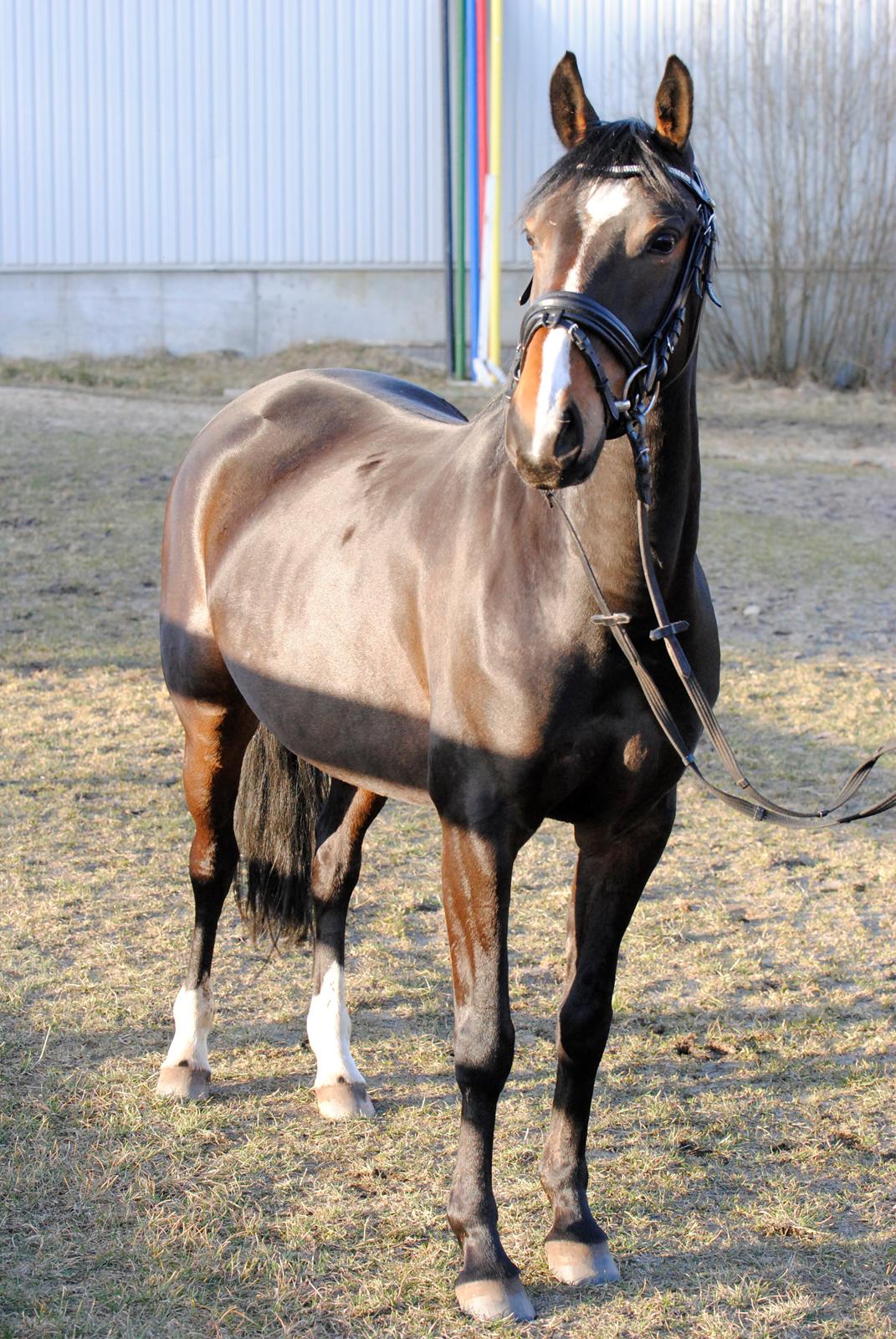 DSP Raunsmindes Anastasia - #9: April 2013 - Tykke pony ;-) Foto: Mig billede 9