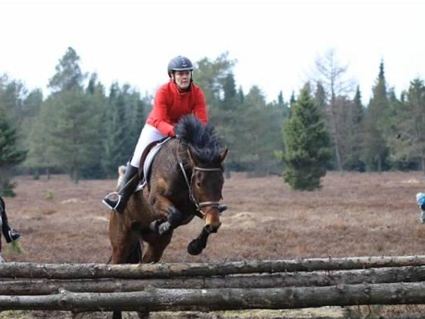 Anden særlig race Santos billede 15