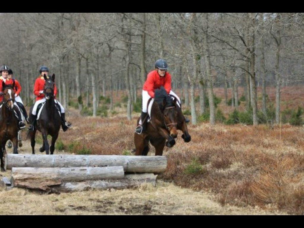Anden særlig race Santos billede 17