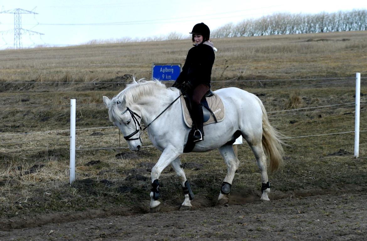 Anden særlig race Smokie billede 24