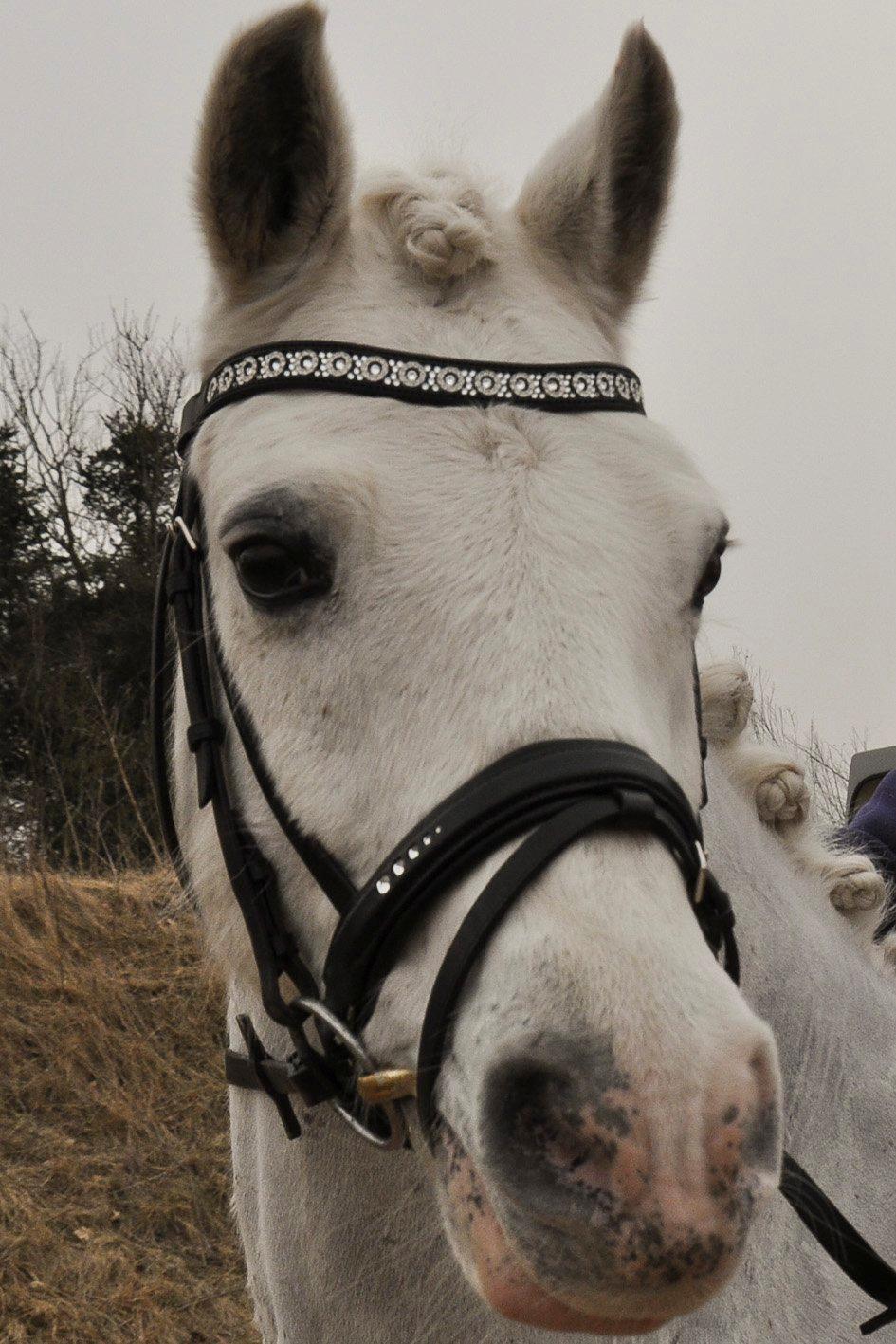 Connemara Veddinge Fit For Fight (B-pony) - Min smukke pony billede 2