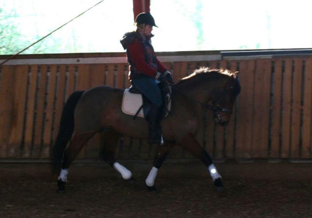 Anden særlig race Stald Poppels Tanne billede 15