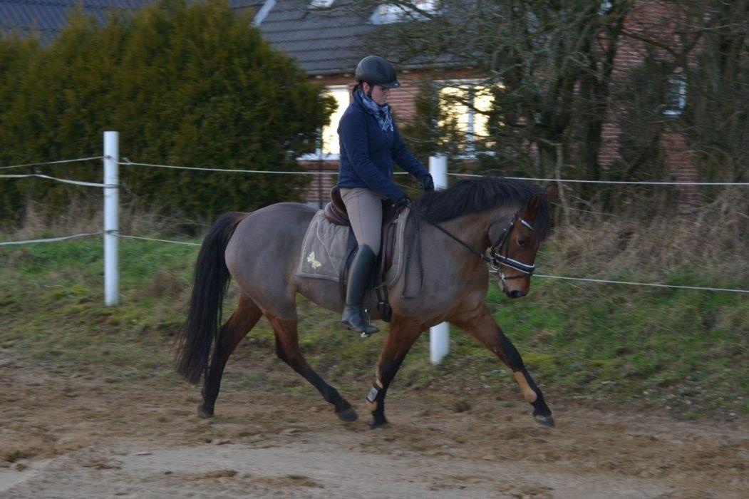 Anden særlig race Stald Poppels Tanne billede 17