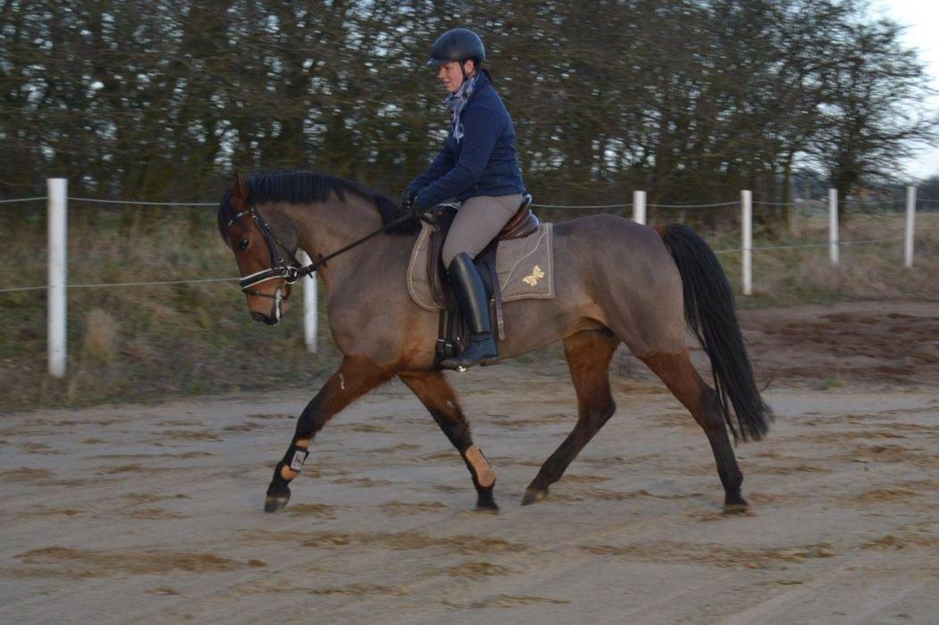 Anden særlig race Stald Poppels Tanne billede 18