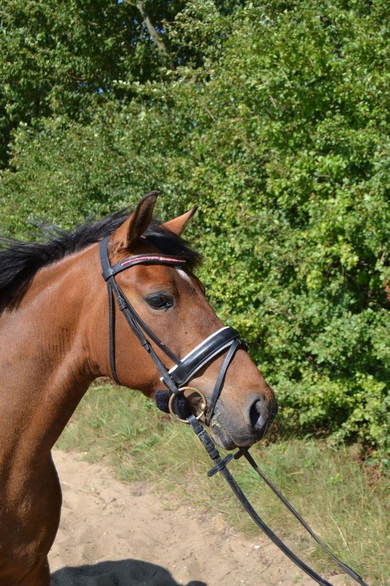 Anden særlig race Stald Poppels Tanne billede 19