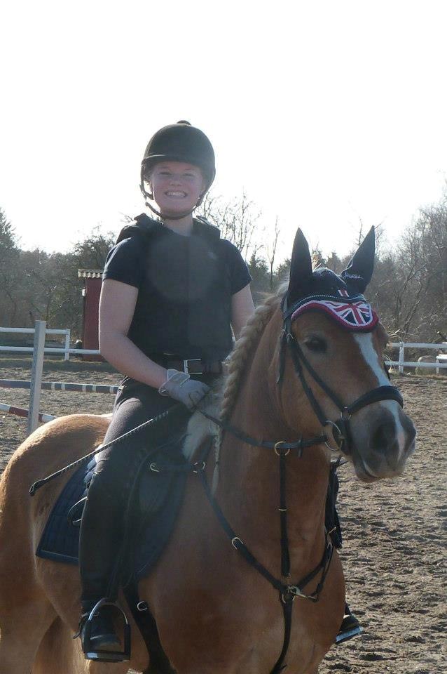 Haflinger Alvaro - SOLGT - I springoutfit :-) billede 7