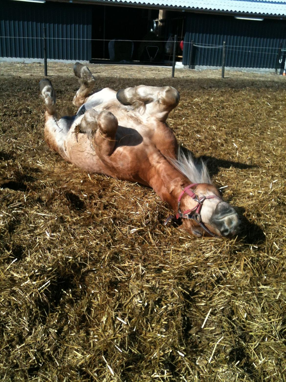 Haflinger Alvaro - SOLGT - tossede pony :D billede 9