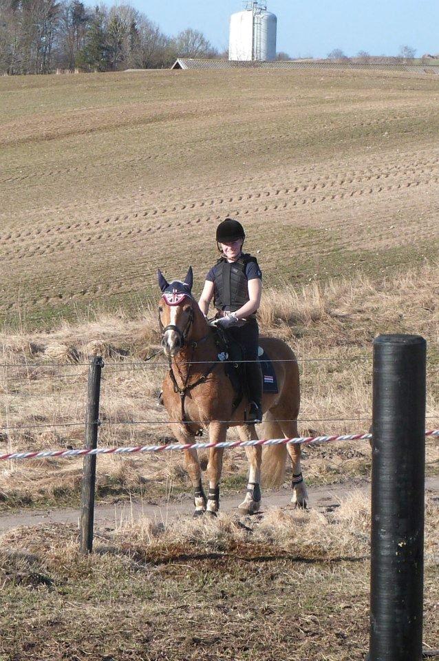 Haflinger Alvaro - SOLGT - På 1. afskridtningstur :-) billede 8