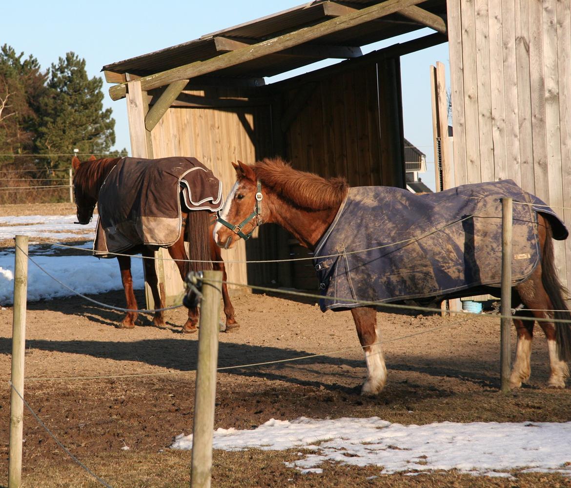 Anden særlig race Topsy billede 3