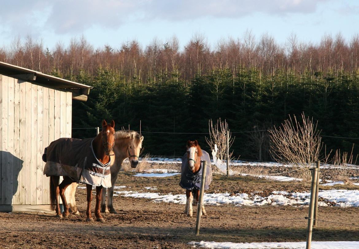 Anden særlig race Topsy billede 4
