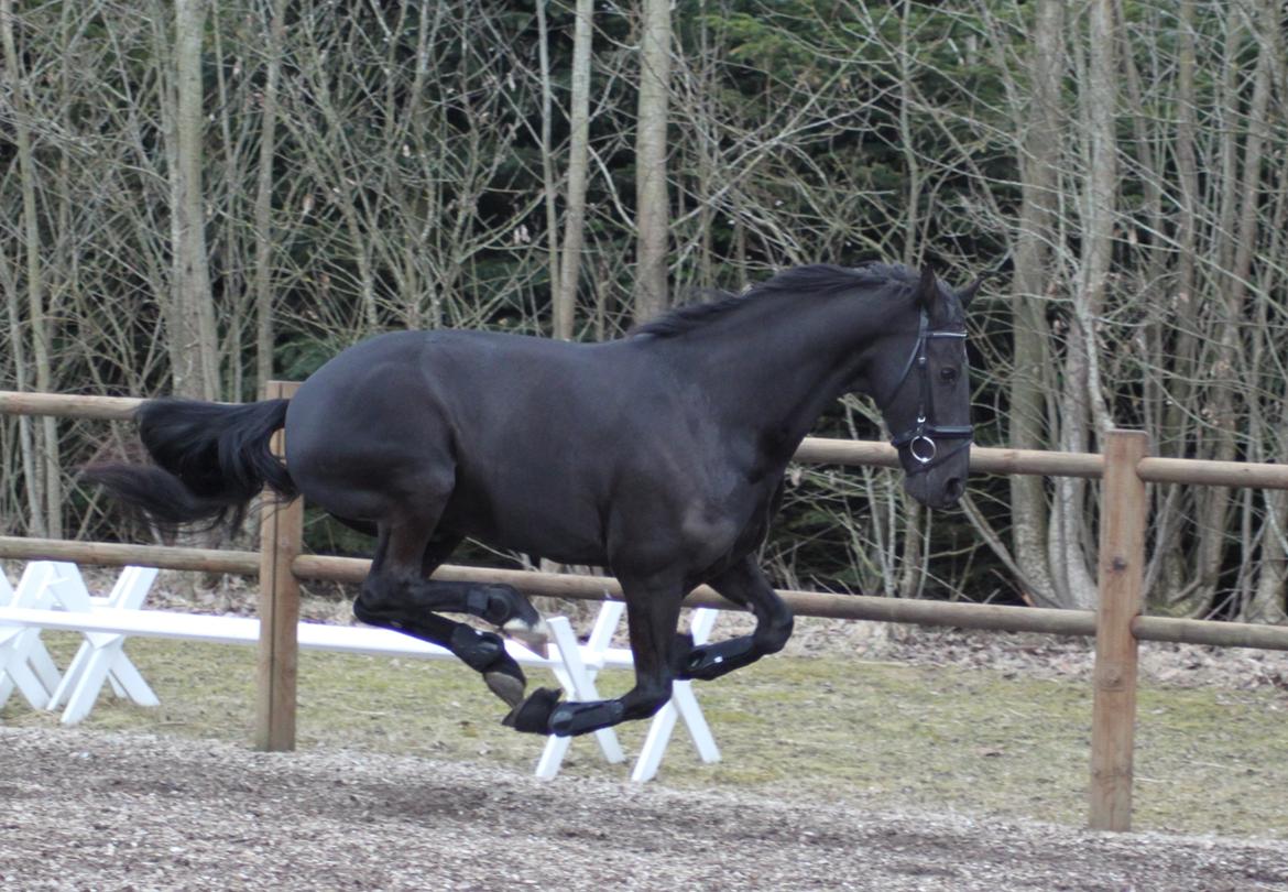 Anden særlig race KJÆRSGAARDS MOONLIGHT - Wrouummm..! Vi ses ! ;-D billede 43