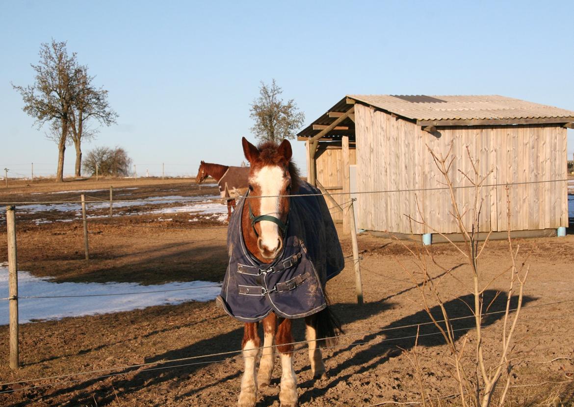 Anden særlig race Topsy billede 1